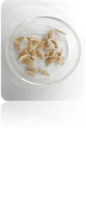 Germination Solutions