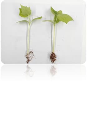 Organic Protein Seed Coating