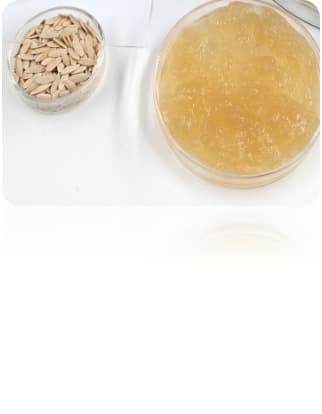 Sol-Gel Seed Coating